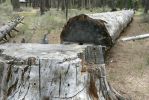 PICTURES/Walk Along The Metolius River/t_Big Log.JPG